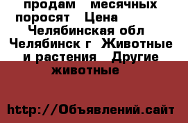 продам 2 месячных поросят › Цена ­ 4 000 - Челябинская обл., Челябинск г. Животные и растения » Другие животные   
